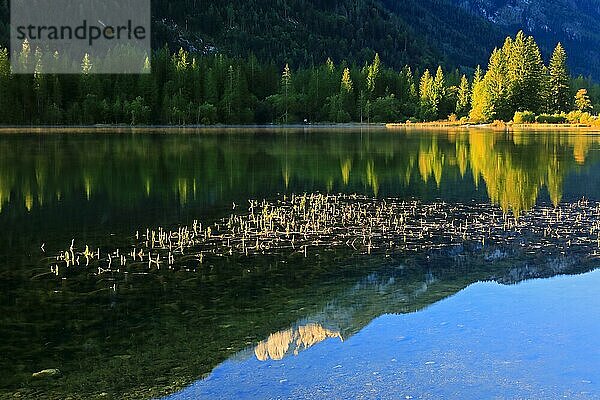 Hochkalter spiegelt sich im Hintersee  Wasserpflanzen  Wald in Herbstfärbung  Ramsau  Berchtesgadner Land  Oberbayern  Bayern  Deutschland  Europa