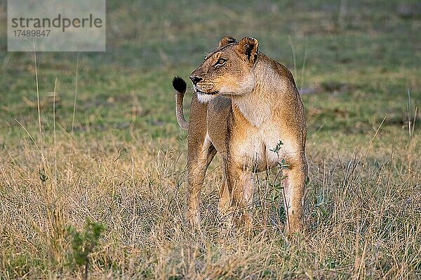 Löwe (Panthera leo)  Löwin  Moremi Game Reserve West  Okavango Delta  Botswana  Afrika