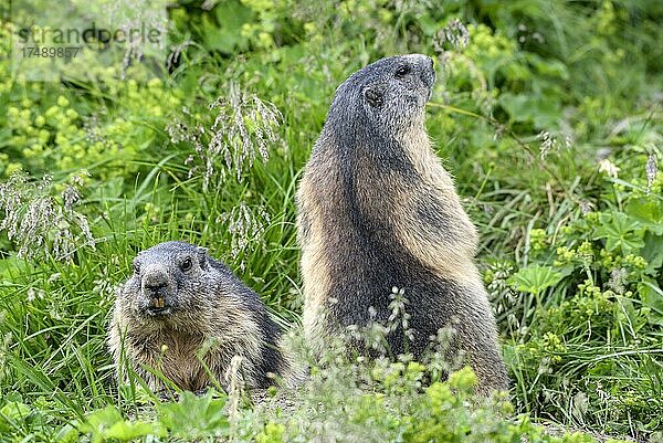 Murmeltier (Marmota marmota)  zwei Alttiere  Nationalpark Hohe Tauern  Kärnten  Österreich  Europa