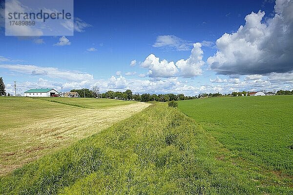 Feld  Ackerlandschaft  Provinz Quebec  Kanada  Nordamerika