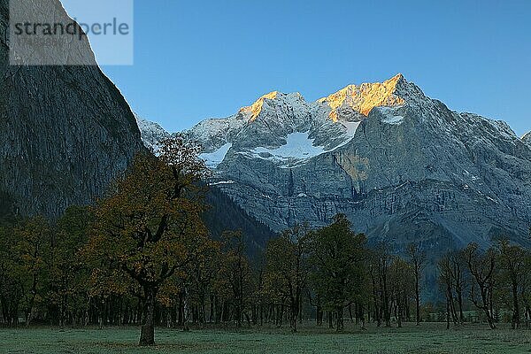 Ahornwald (Acer) in Herbstfärbung (Hippocastanoideae)  vor Bergmassiv  Großer Ahornboden  Karwendel  Österreich  Europa