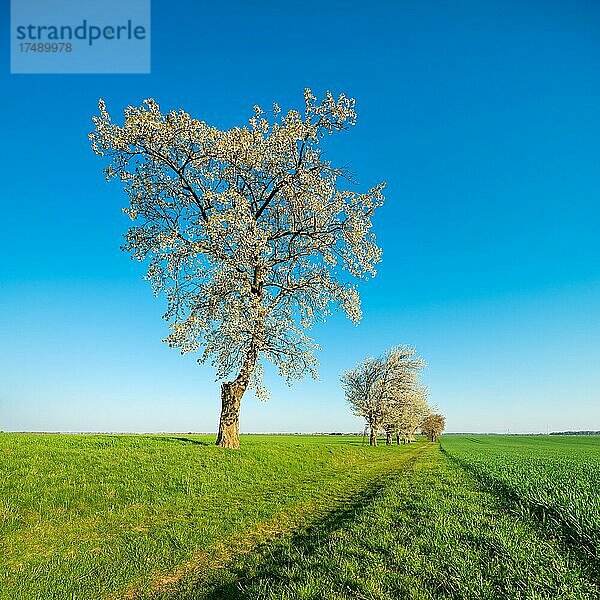 Feldweg durch grüne Felder  gesäumt von blühenden Kirschbäumen im Frühling  Burgenlandkreis  Sachsen-Anhalt  Deutschland  Europa