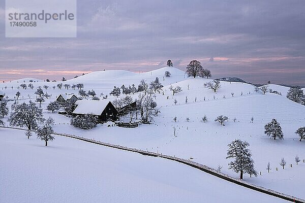 Winterlandschaft am Hirzel  Drumlinlandschaft  Bäume auf Hügel  Kanton Zürich  Schweiz  Europa