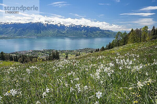 Weiße Narzissen (Narcissus poeticus) auf einer Wiese  Genfersee  Montreux  Kanton Waadt  Schweiz  Europa