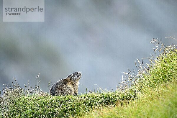 Murmeltier (Marmota marmota)  aufmerksam  Nationalpark Hohe Tauern  Kärnten  Österreich  Europa