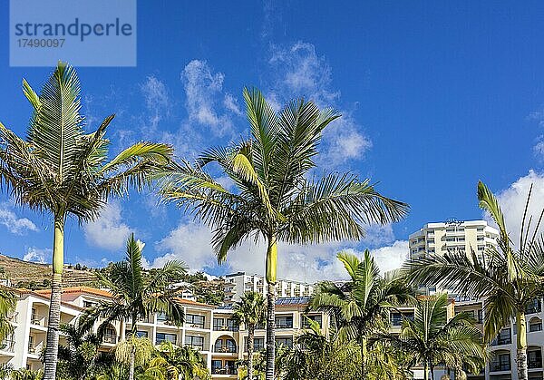 Palmen im Garten einer Hotelanlage in Funchal  Madeira  Portugal  Europa