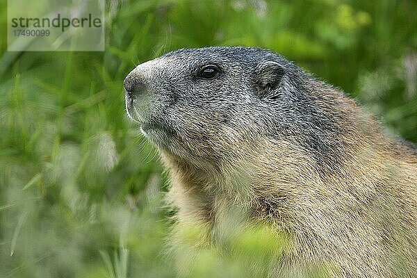 Murmeltier (Marmota marmota)  Portrait  Nationalpark Hohe Tauern  Kärnten  Österreich  Europa