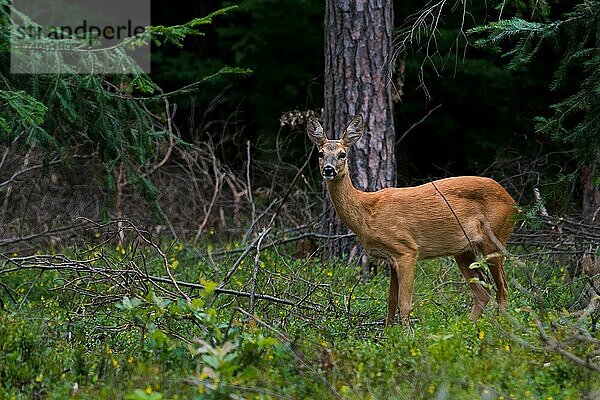 Reh (Capreolus capreolus)  weiblich  Wald  Podkarpackie  Polen  Europa