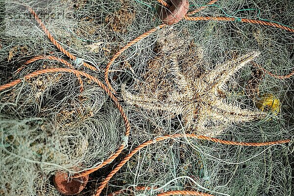 Grüne Fischernetze mit orangefarbenem Seil bilden eine schöne Kulisse am Atlantischen Ozean  Portugal  Europa