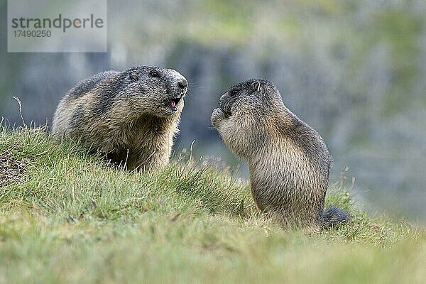 Murmeltier (Marmota marmota)  Alttier und Jungtier  Nationalpark Hohe Tauern  Kärnten  Österreich  Europa
