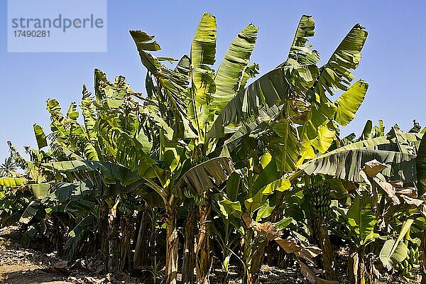 Bananenstauden  Paradies der Tropenfrüchte  Salalah  Salalah  Dhofar  Oman  Asien