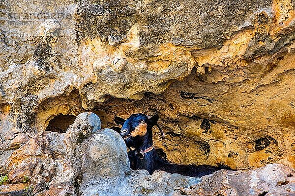 Ziege in Felshöhle  verlassenes Monastery Katholiko an der Avlaki-Schlucht  Kreta  Akrotiri-Halbinsel  Kreta  Griechenland  Europa