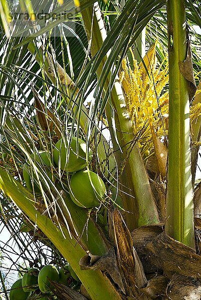 Kokosnuss  Paradies von Tropenfrüchten und Gemüse  Salalah  Salalah  Dhofar  Oman  Asien