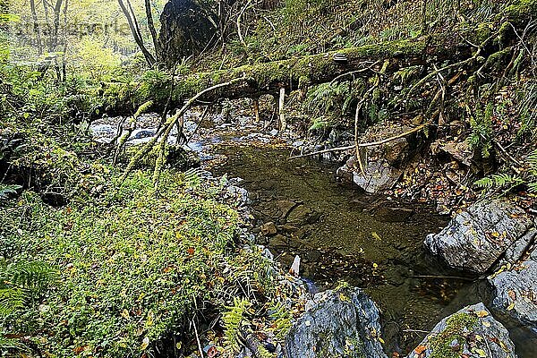 Wasserlauf der Bommecke im Naturschutzgebiet Bommecketal im Herbst  Plettenberg  Sauerland  Nordrhein-Westfalen  Deutschland  Europa