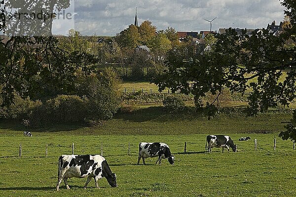 Kühe auf der Weide mit Blick auf Hülscheid  Schalksmühle  Sauerland  Nordrhein-Westfalen  Deutschland  Europa