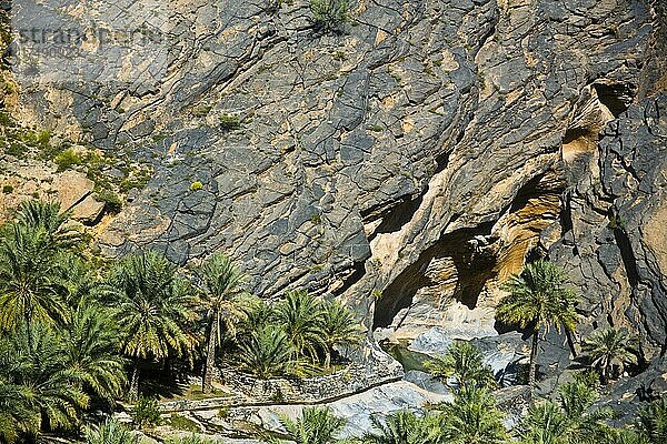 Palmenoase  Wadi Bani Awf  Al-Hadjar-Gebirge  Wadi Bani Awf  Oman  Asien