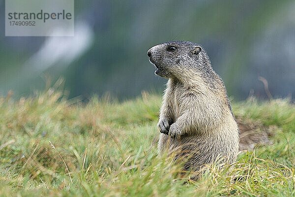 Murmeltier (Marmota marmota)  jung  aufrecht  aufmerksam  rufend  Nationalpark Hohe Tauern  Kärnten  Österreich  Europa