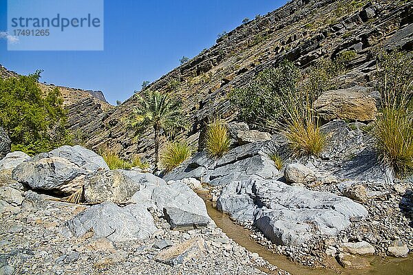 Palmenoase  Wadi Bani Awf  Al-Hadjar-Gebirge  Wadi Bani Awf  Oman  Asien