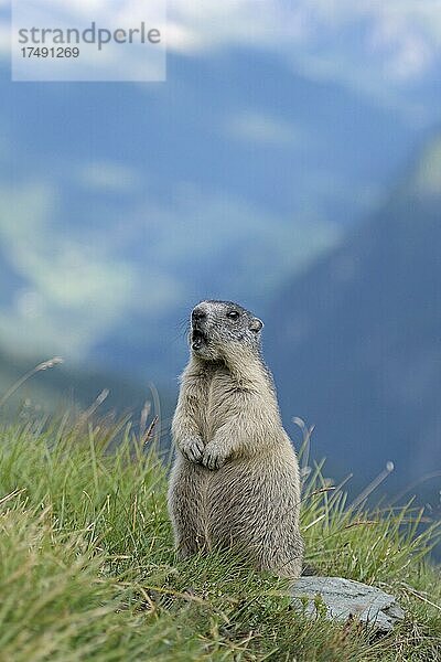 Murmeltier (Marmota marmota)  aufrecht  aufmerksam  rufend  Nationalpark Hohe Tauern  Kärnten  Österreich  Europa