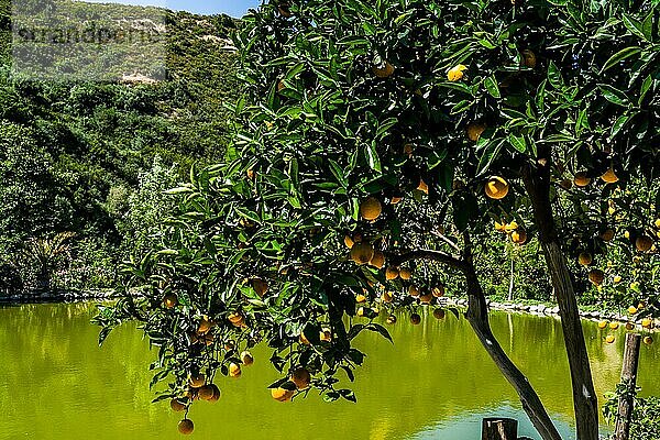 Orangenbäume  Botanischer Garten mit Blumen  Sträuchern  Bäumen und Kräutern aus Kreta und aller Welt  Lefka Ori  Kreta  Griechenland  Europa