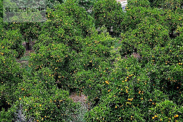 Orangenplantage  Kreta  Kreta  Griechenland  Europa