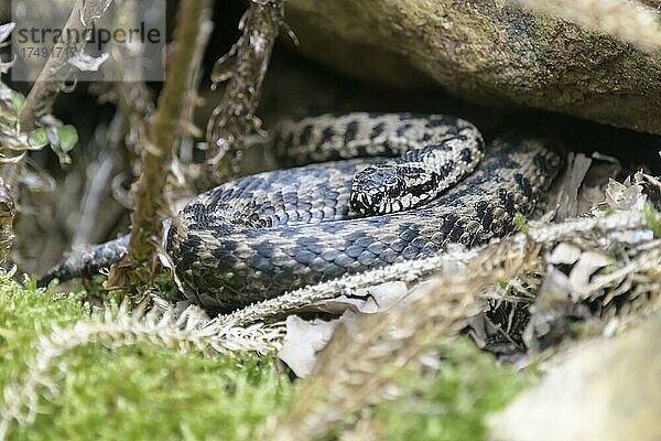 Kreuzotter (Vipera berus)  Bayern  Deutschland  Europa