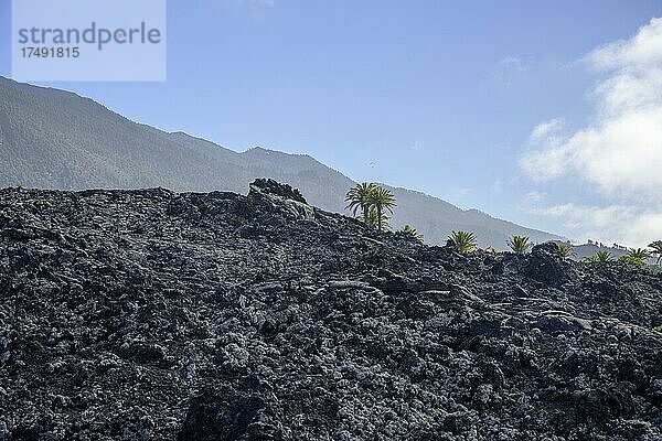 Lavafeld des Vulkans San Juan aus dem Jahr 1949 bei den Canos de Fuego  Las Manchas  La Palma  Spanien  Europa