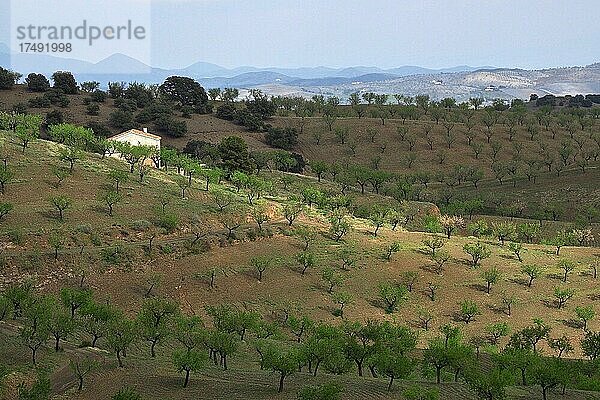 Haus inmitten einer Mandelplantage  Velez Rubio  Andalusien  Spanien  Europa