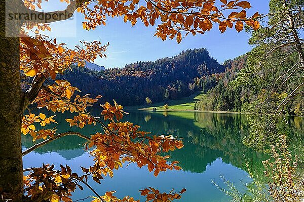 Alatsee bei Füssen  im Herbst  Ostallgäu  Oberbayern  Bayern  Deutschland  Europa