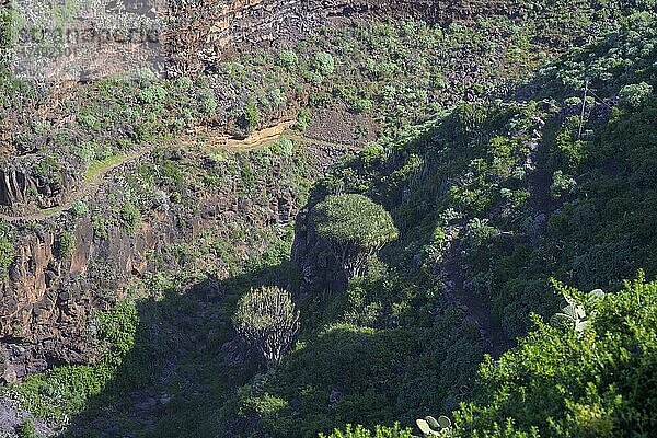 Blick vom Mirador El Chorro auf Kanarischen Drachenbaum (Dracaena draco)  Barranco de los Sables  Santo Domingo  La Palma  Spanien  Europa