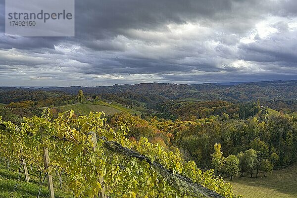 Herbstliche Weinberge  Glanz an der Weinstraße  Steiermark  Österreich  Europa