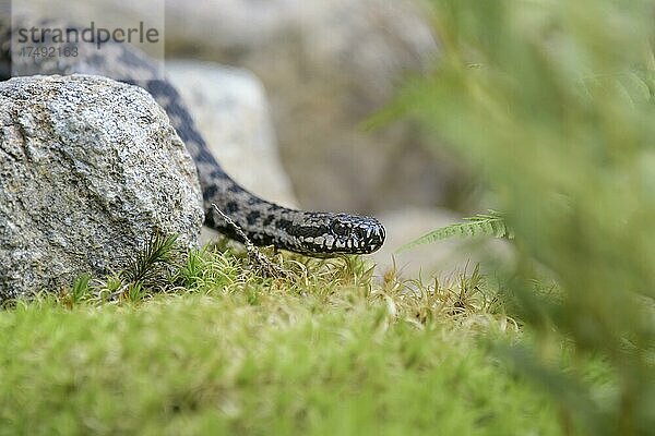 Kreuzotter (Vipera berus)  Bayern  Deutschland  Europa