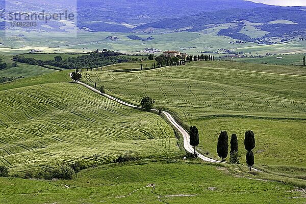 Zypressen (Cupressus) und Felder bei Terrapille  Pienza  Val d'Orcia  Toskana  Italien  Europa