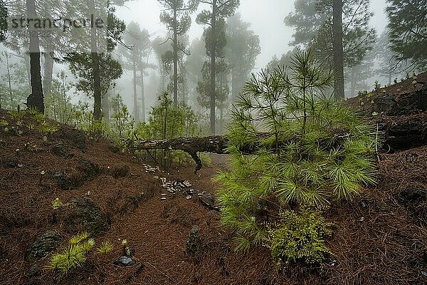 Kanarische Kiefer (Pinus canariensis) im Nebelwald  El Hierro  Kanarische Inseln  Spanien  Europa