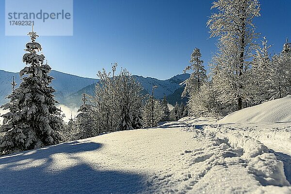 Winterlicher Bergwald  Toreck  Riezlern  Kleinwalsertal  Vorarlberg  Österreich  Europa