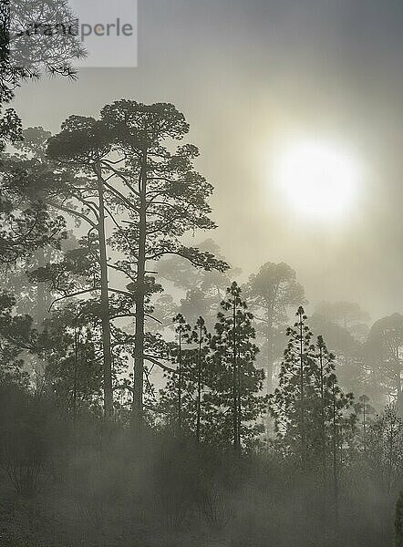 Nebelschwaden ziehen über den Wald von Kanarischen Kiefern (Pinus canariensis)  Las Tricias  La Palma  Spanien  Europa