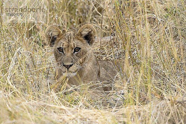 Löwe (Panthera leo)  in hohem Gras verstecktes Jungtier  während Löwin auf der Jagd ist  Moremi Game Reserve West  Okavango Delta  Botswana  Afrika