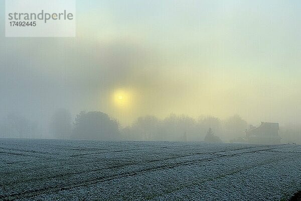 Sonnenuntergang in Nebel in Schermbecker Wolfsgebiet Kirchheller Heide  Kirchhellen  Bottrop  Nordrhein-Westfalen  Deutschland  Europa