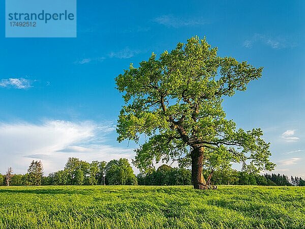 Große Solitäre Eiche auf grüner Wiese  blauer Himmel mit Wolken  Reinhardswald  Hessen  Deutschland  Europa