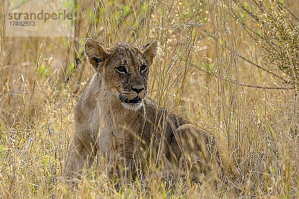 Löwe (Panthera leo)  in hohem Gras verstecktes Jungtier  während Löwin auf der Jagd ist  Moremi Game Reserve West  Okavango Delta  Botswana  Afrika