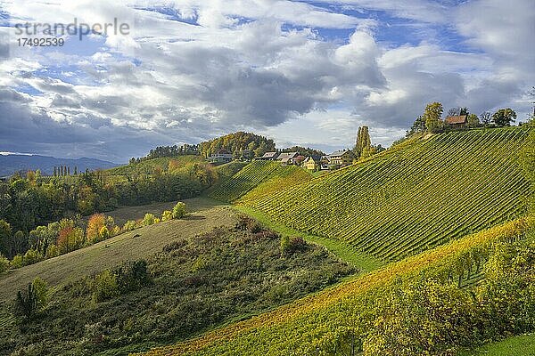 Herbstliche Weinberge  Glanz an der Weinstraße  Steiermark  Österreich  Europa