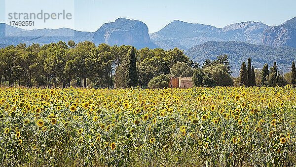 Sonnenblumen-Feld vor Tramuntana-Gebirge  bei Sencelles  Mallorca  Spanien  Europa