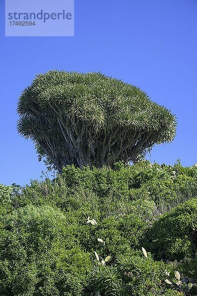 Kanarische Drachenbaum (Dracaena draco)  Barranco de los Sables  Santo Domingo  La Palma  Spanien  Europa