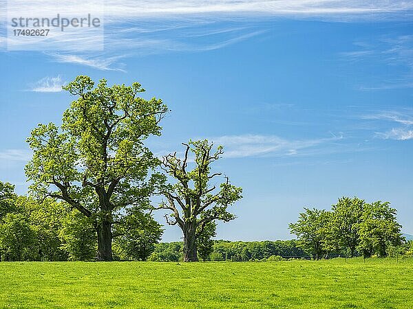 Große Solitäre Eichen auf grüner Wiese  blauer Himmel mit Wolken  Reinhardswald  Hessen  Deutschland  Europa