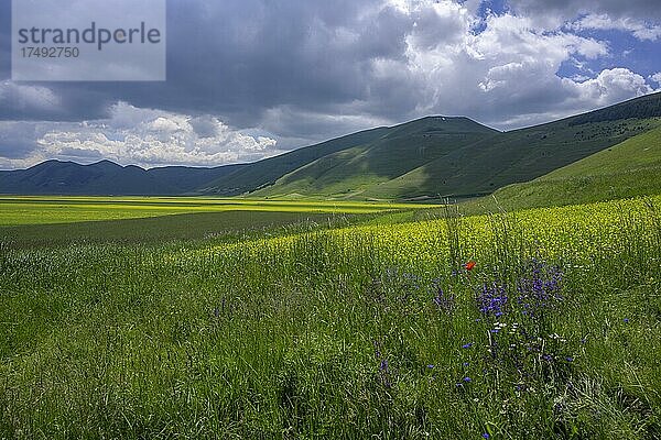 Hochebene Pan Grande im Nationalpark Monti Sibillini  Castelluccio  Provinz Perugia  Italien  Europa