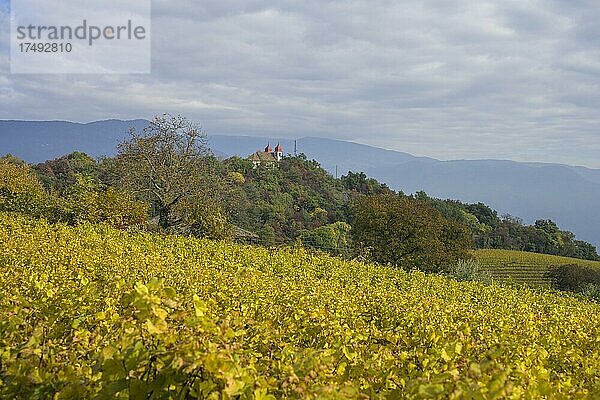 Herbstliche Weinberge und Gleifkapelle  St. Michael  Südtirol  Italien  Europa