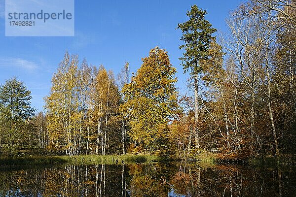 Bäume mit Herbstfärbung am Hasselteich  Eckertal  Nationalpark Harz  Harz  Niedersachsen  Deutschland  Europa