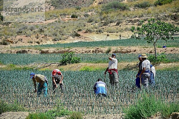 Feldarbeiter auf Feld beim ernten von Zwiebeln  Andalusien  Spanien  Europa