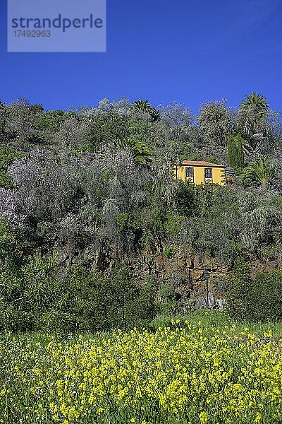 Rapsfeld und blühender Mandelbaum (Prunus dulcis) und Haus  La Palma  Spanien  Europa