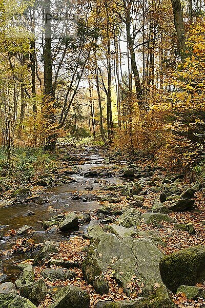 Fluss Radau im Radautal  Nationalpark Harz  Harz  Niedersachsen  Deutschland  Europa